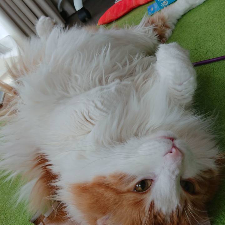 508b7142 ab31 4a8f a58a 31b0d161a46f 1559006474219