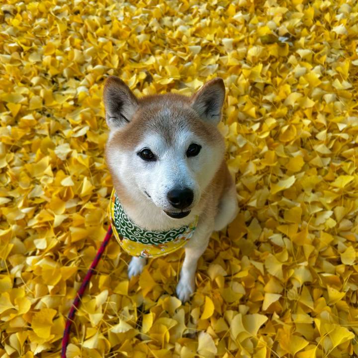 508ec888 4877 45fd a99f 750bf0c3eed6 1763376388765