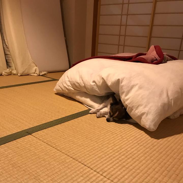 508f55b7 9ef7 43df a2e0 d6e2c454d0a7 1540731841752