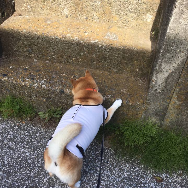 5091cdcc d623 4c4f b5d4 52f334c8ed09 1541040151377