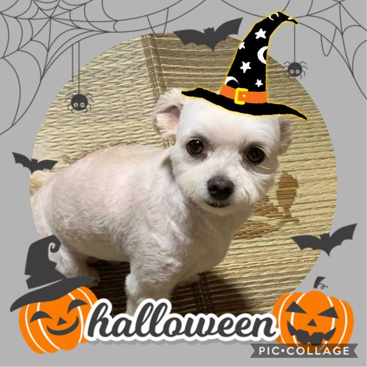 50938cf9 d391 4dc9 b856 43ec7680e4ea 1571795074328