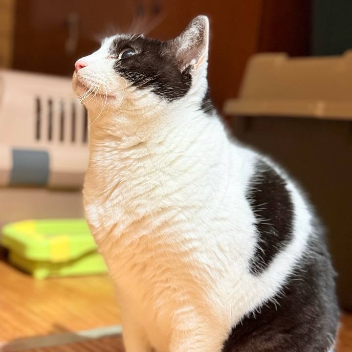 509ad18a 8f17 4598 98cc c5b00b82e038 1769652317596