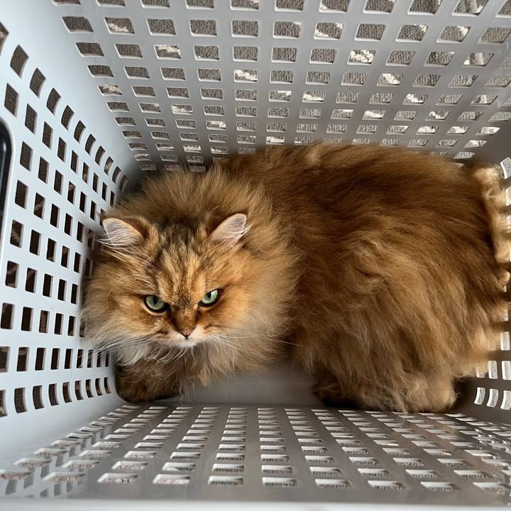 509c7dc1 7895 48a9 84e2 c5b7aad38324 1751851761697