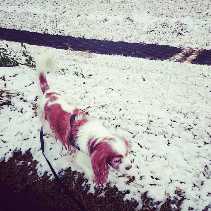 509db162 650f 4ca9 9abb b90dff46ce4c 1512519568407