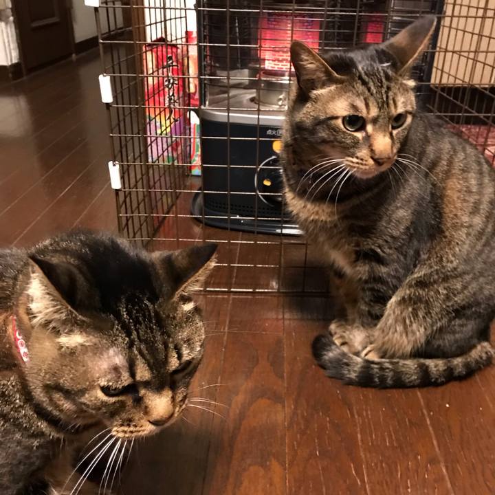 509e6dab 7ce1 465f b29d 85b92e586792 1648817680451