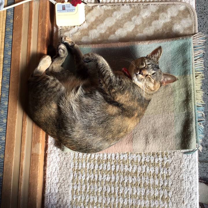 50a2a5ea 66c8 40bb 8e79 d63dbd6cc9e0 1608531108727