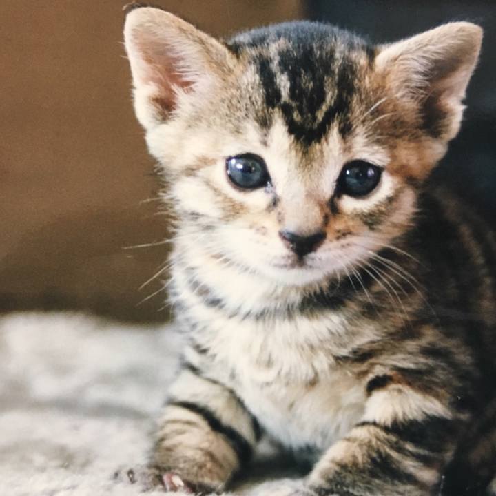 50a394db ee78 47a3 8910 670418a1006d 1524387717730