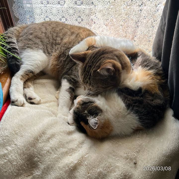 50a47c05 85ea 4072 982a b885d86cea11 1772939213327