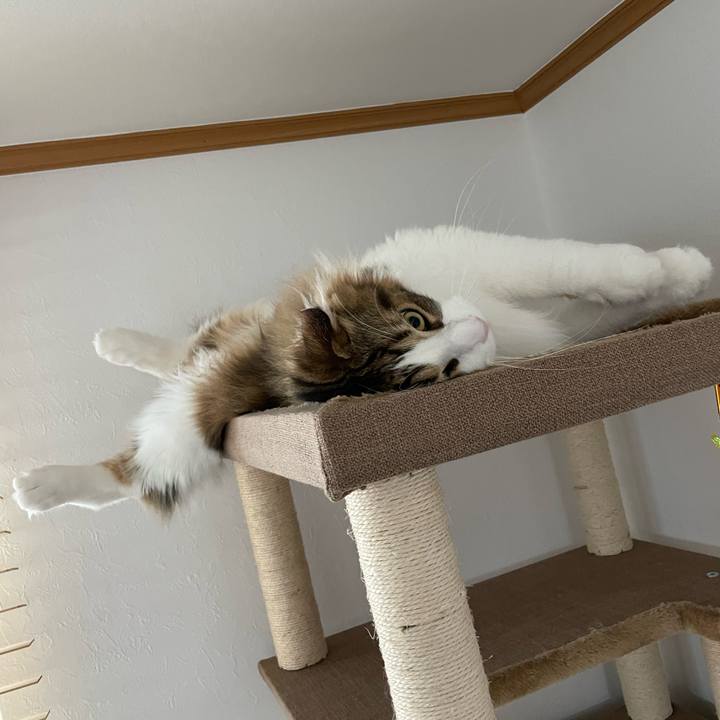 50a692cc 31f7 4373 8f93 412d88a6a1d6 1656625795936