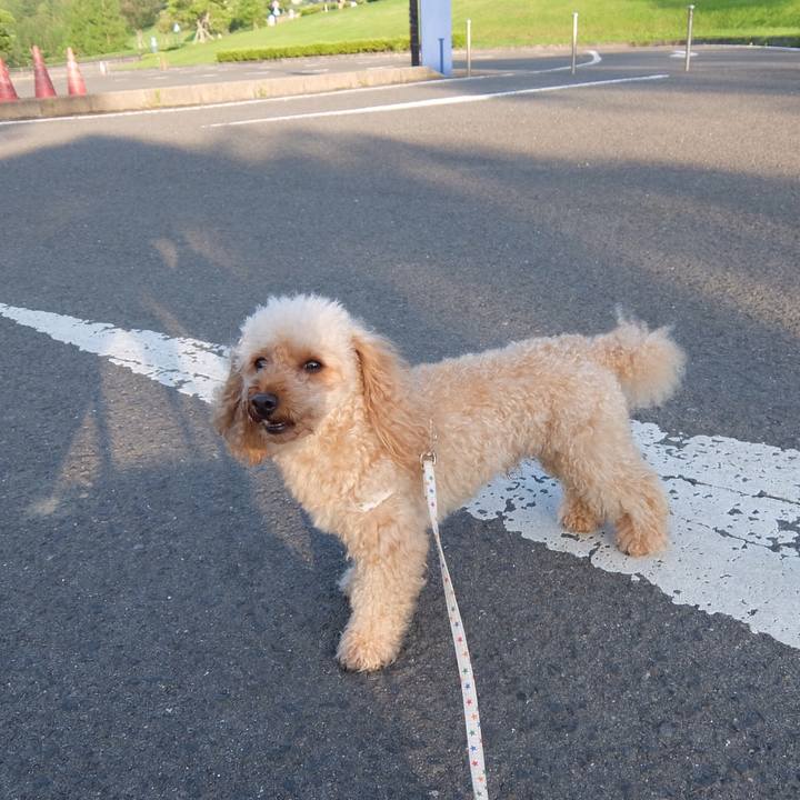 50a87616 c190 4fb5 bc00 bcf120053e4f 1528493796672