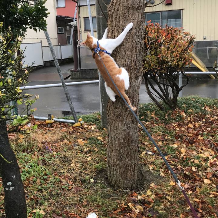 50a97392 e431 4228 9d8e 59afc71d270d 1511490743671