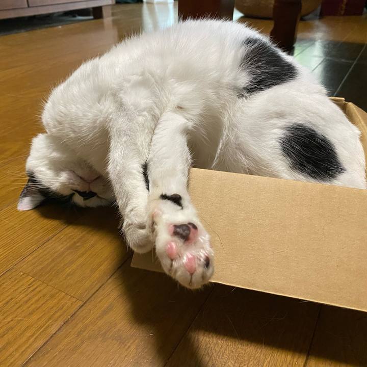 50ab9617 9efe 4d1b 901a 004529600413 1755605415490