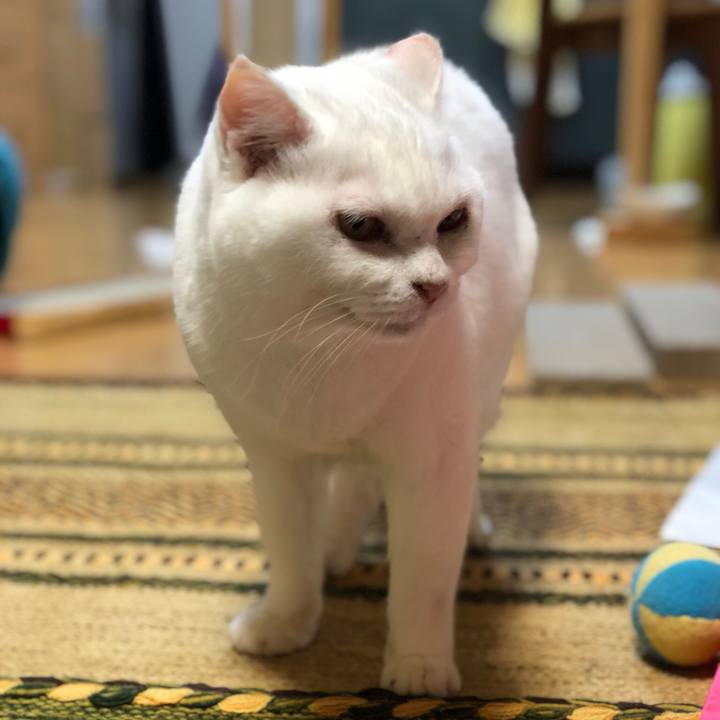 50ad4545 a8ca 41ba bae1 286eb158fd0b 1541246696316