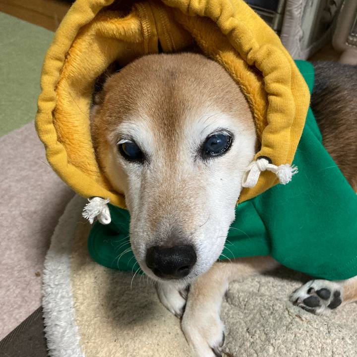 50af5f93 cd49 4c90 a9cb e7f44d2641ae 1704931281316