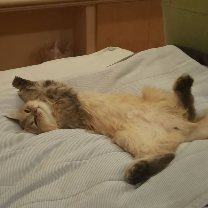 50afa896 1ba4 4fcb bd6f 14b45d9148c1 1560817732608