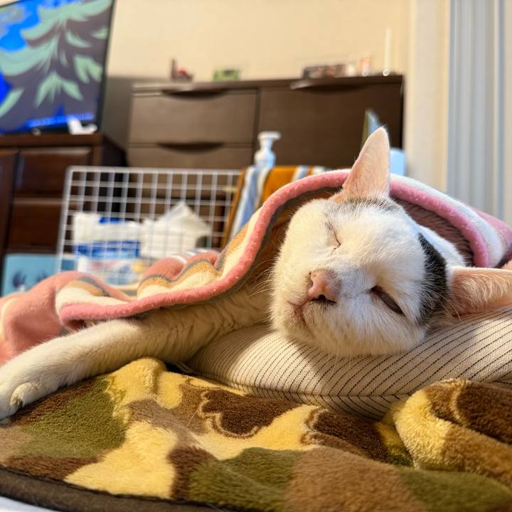 50b73250 054e 4c1c 8eca 3c415495141c 1770518994353