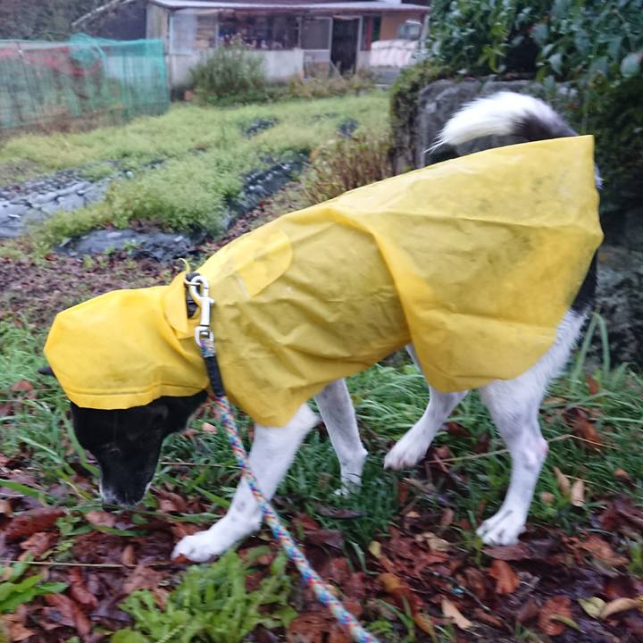 50b9921f 135d 4c95 93ce cb6ff36f6421 1509145332709