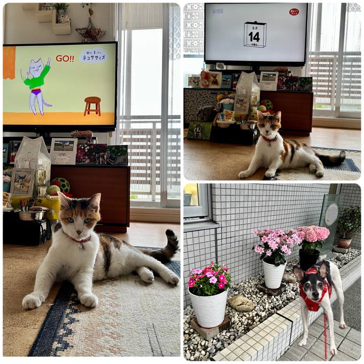 50ba9f77 da87 437e 98d7 cc669728c372 1686694222934