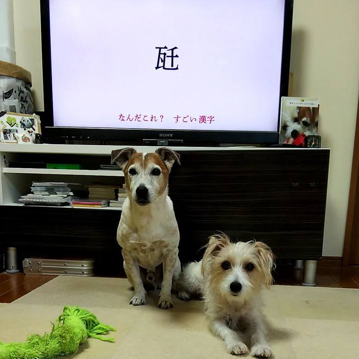 50bb09f8 b6a1 4c39 a7c5 d1ed16dbba5f 1555538779979