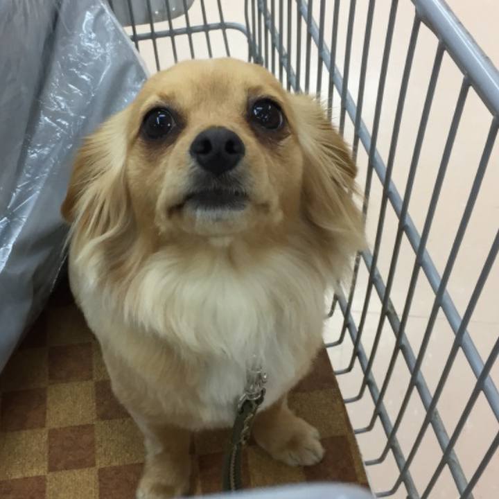 50bc0217 56fe 40aa bdd8 0e3ba2e0f5af 1559173195833