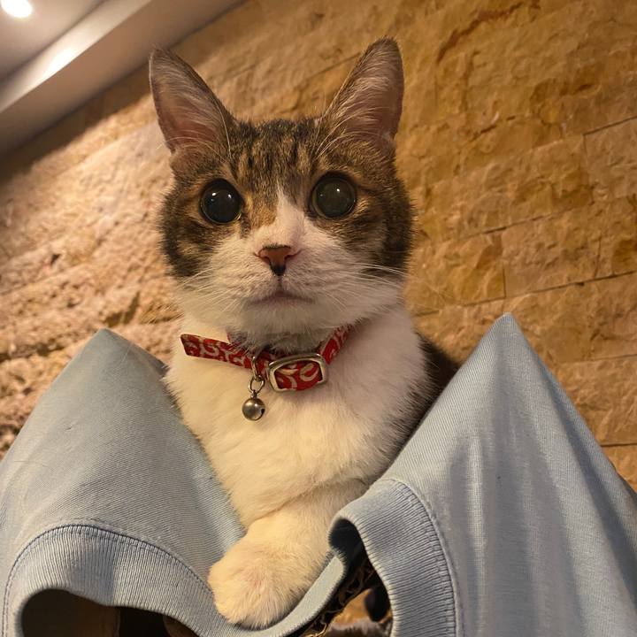 50bc4e85 2a02 495e bc33 a686fa774ade 1579864789076