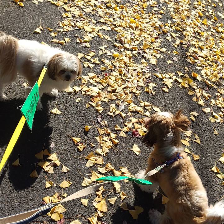 50bcf22a d087 4fba 9828 f8c780ecfaea 1574318802674