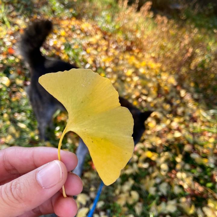 50bd12b3 e07a 4f0c a72a 0d56492980c9 1668211302707