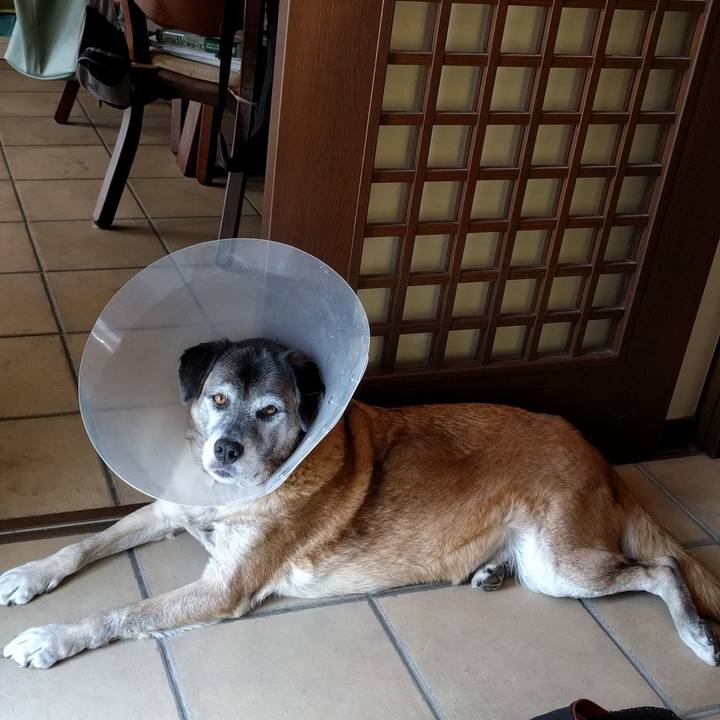 50c035cc dda2 4e88 ad71 5d9d26ecac99 1542679640496