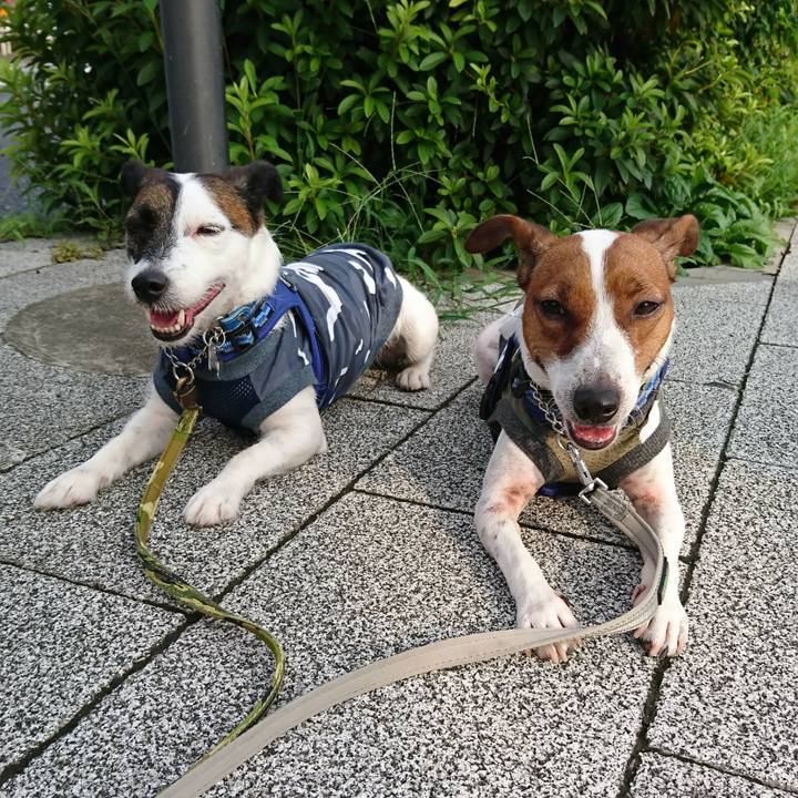 50c36a2f 9505 46c1 838f 78a9f3dd1484 1564007026732