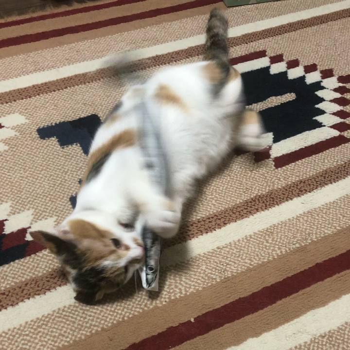 50c53dce 646d 439c be40 d0db413f5634 1570453156712