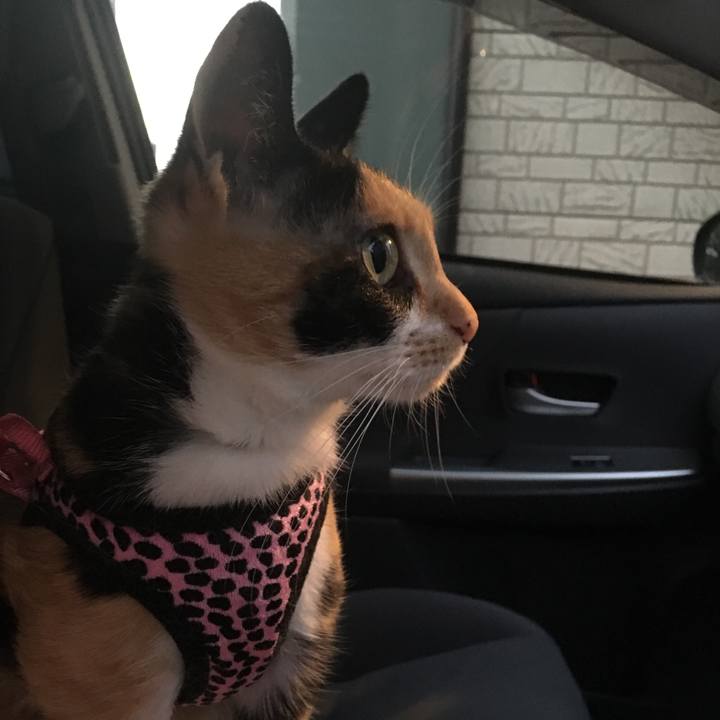 50c595a8 db84 41ab 9054 635297394d2a 1507888277264