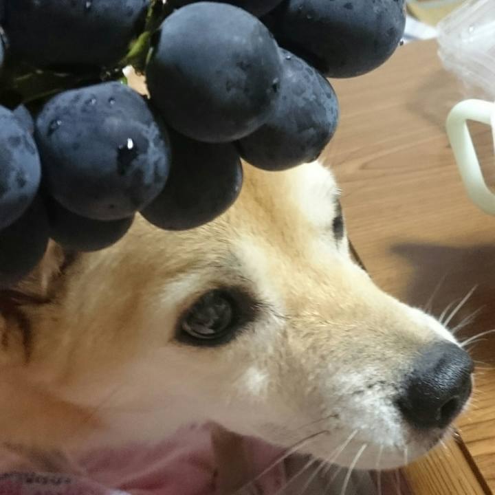 50c9c4bc 99b9 47e1 bbee b02827449bf7 1569236176957