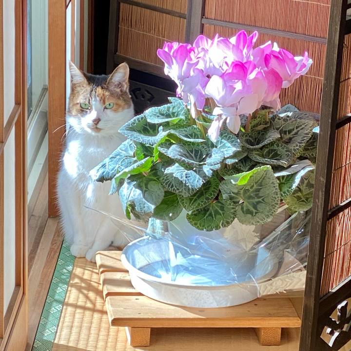 50cae285 a47b 4021 ba51 3404e2fe22fd 1608600113295