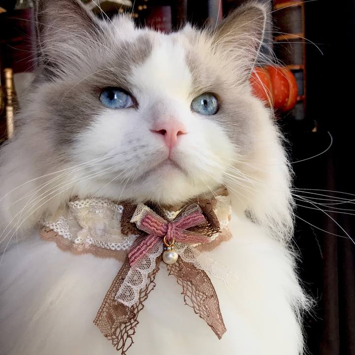 50cb54a9 aff6 4e98 ae45 67266cc2762f 1601382263232