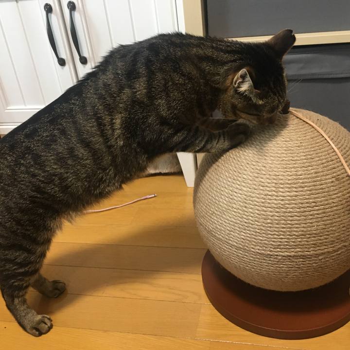 50cb9576 0ec2 4166 bc4c 6e9d26043131 1581822011090