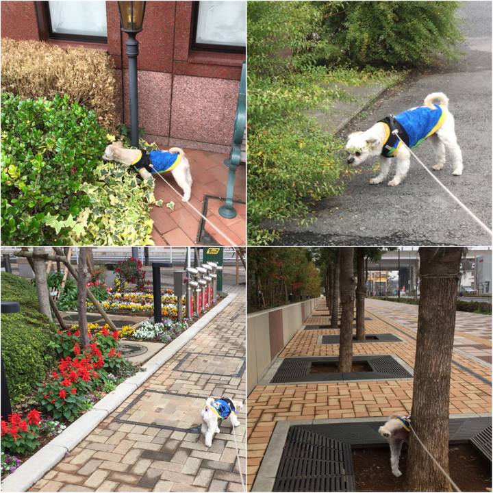 50ce075b 233c 428d acc4 00de65f7992d 1544160519918