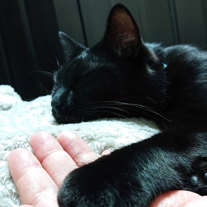 50d019dc c403 4bda 89ce c7fbc30a5ae2 1544572238157