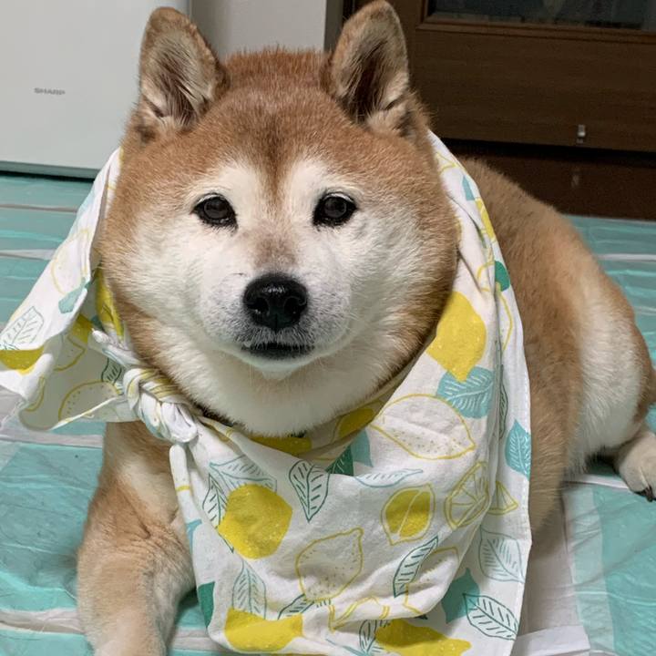 50d18515 929f 4016 b4bc 411ad3829c93 1576337522717