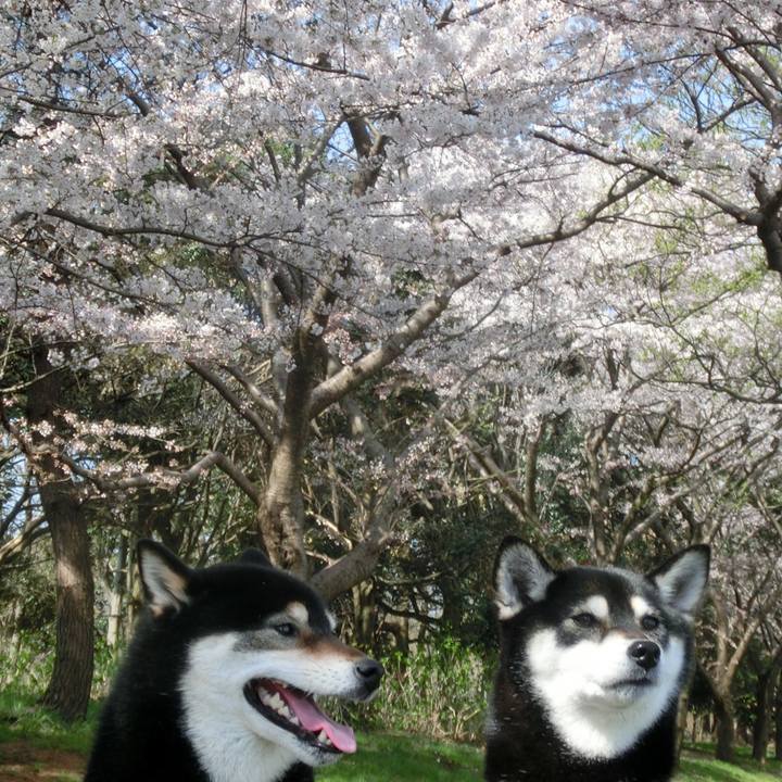 50d2af83 06a0 46ee a5ce 71a9526095bc 1523658254127