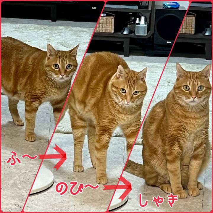 50d2f1e4 824d 4c41 8727 a9f0623cc499 1689287471963