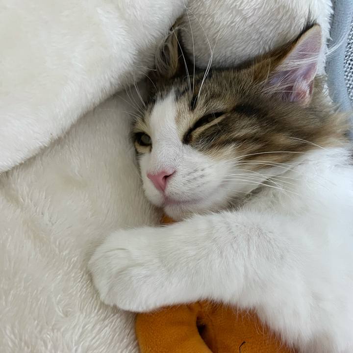 50d34e98 0afd 4ae2 adc7 d880e0320b02 1634815050522