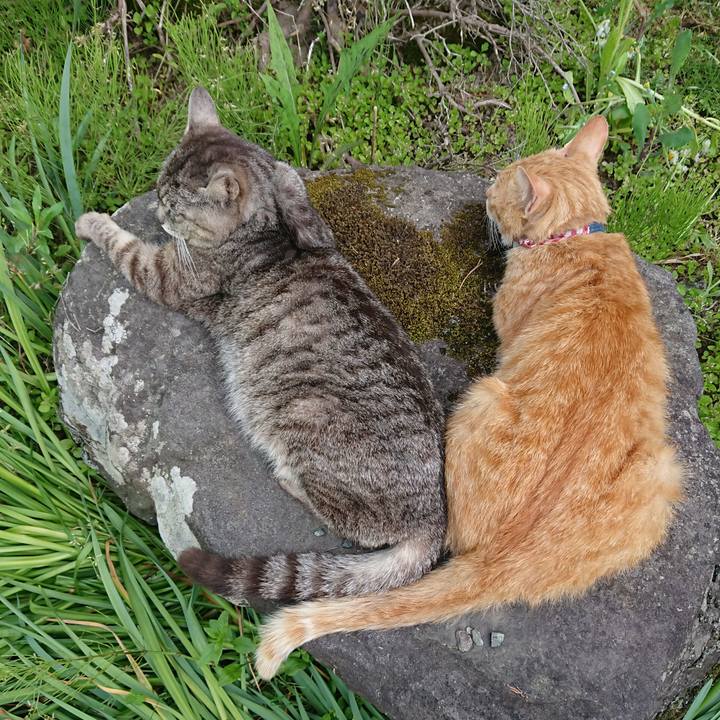 50d526b0 618b 426b a88f 305f2028571f 1559460449177