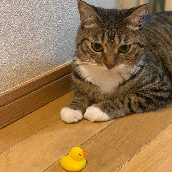 50d61b72 2cd3 45f5 8285 d744b6354323 1559057377211