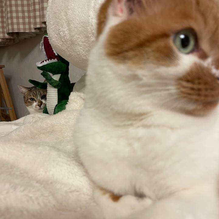 50d908cd 8d03 486f bd6b d1766ec7c0fc 1647348744719