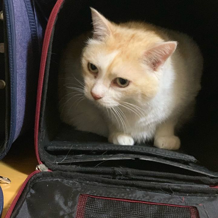 50d9ec78 aaec 4aa6 bc3e d102c2af6ae8 1541288247497