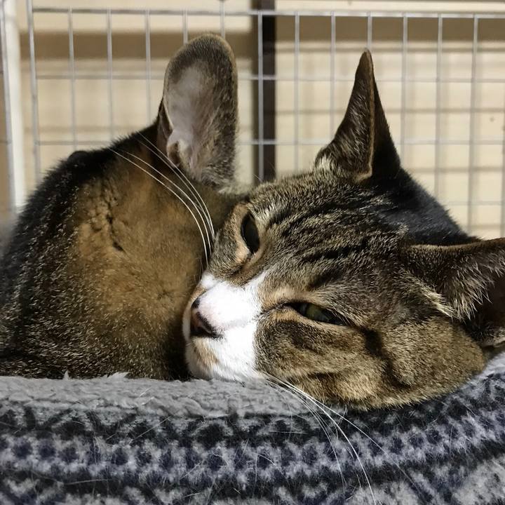 50da655d cd48 4c0c 81c2 efeb6854457e 1523927528302