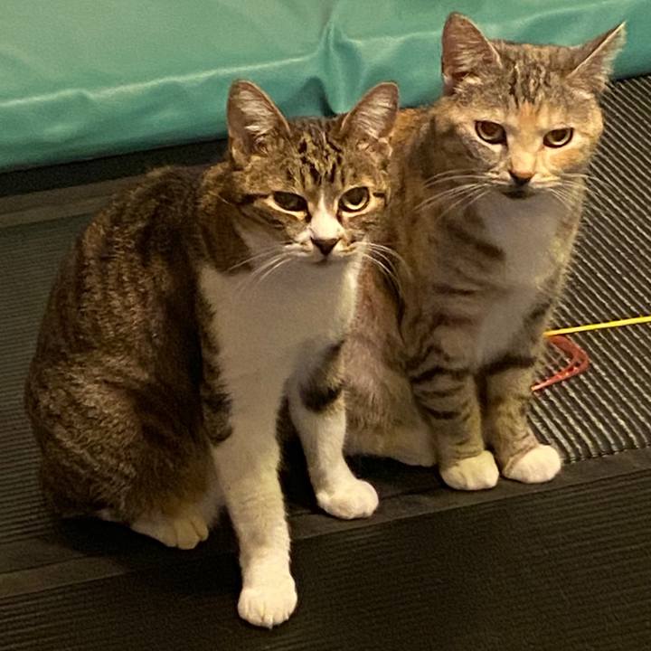 50dce15c 1f71 490f 84d3 c52ca4147fd4 1586540104247