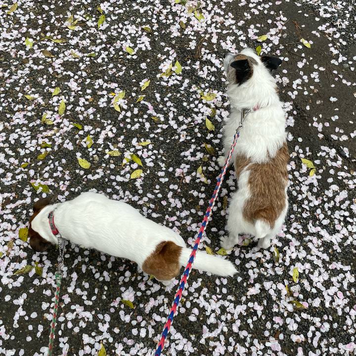 50dd21f0 9dcb 4ead 8e52 589cbd5916a0 1745024571197