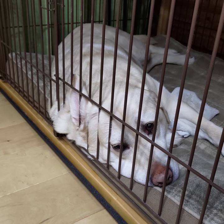 50dd8f6f ac79 4348 aa35 ee3e507c1381 1711629787479