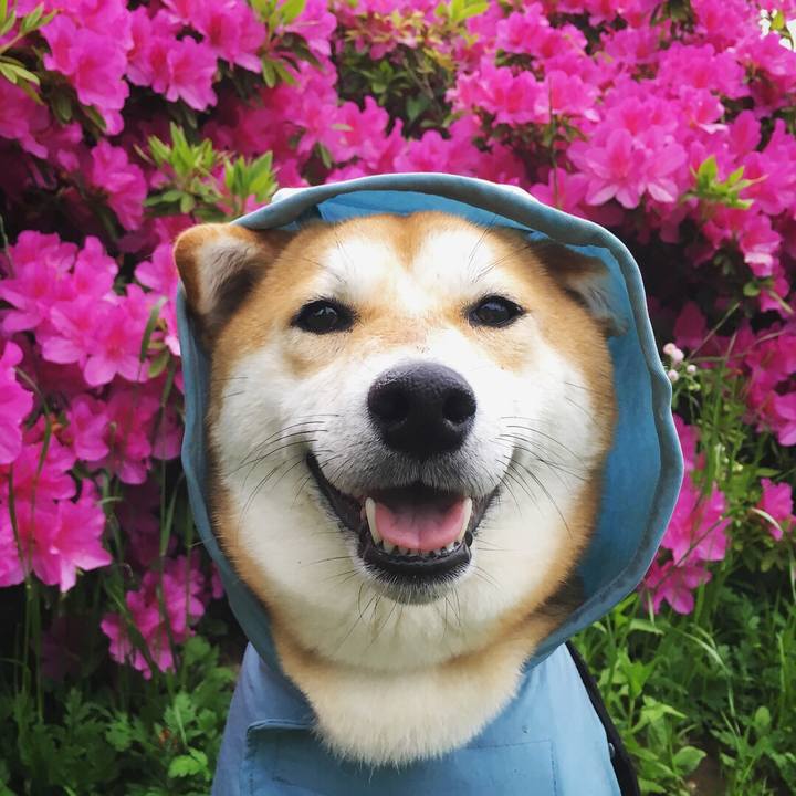 50e24716 3800 49b6 b11d c7f670e06ff4 1524591754888